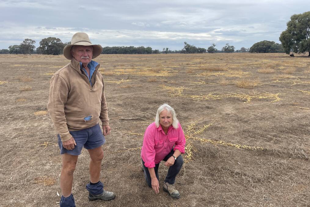 Andrew and Louise Burge in one of their improved pasture paddocks which had been flooded up to Andrew's chest.