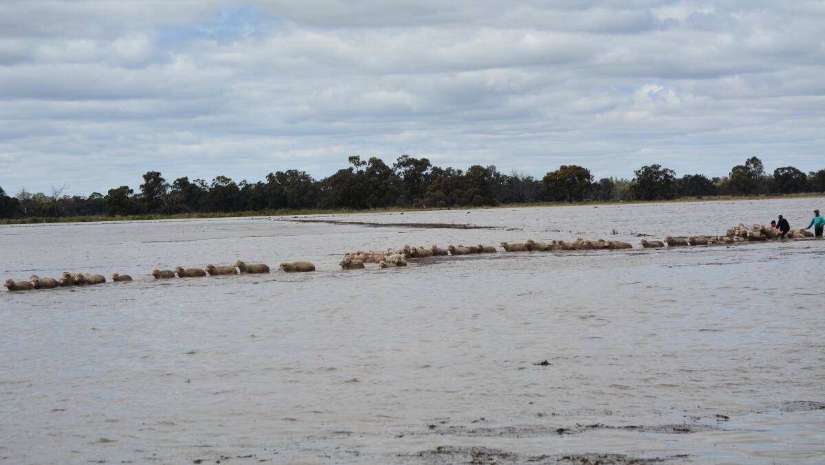 Rescuing sheep through the flood. Photo: supplied
