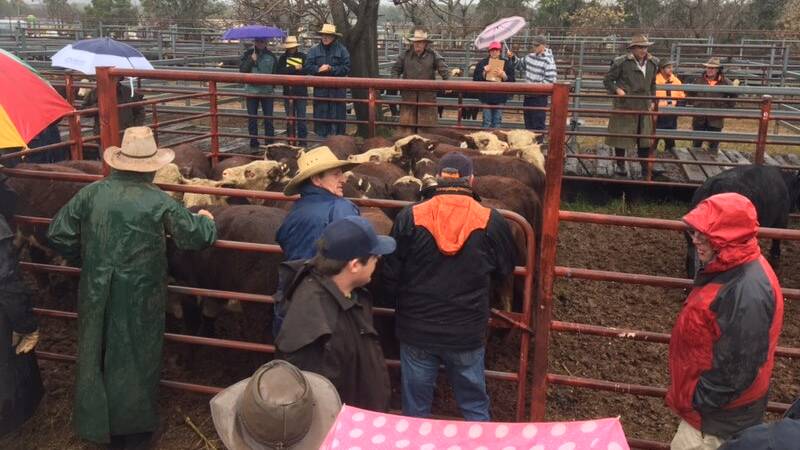 Binnaway store cattle sale attracted strong support.