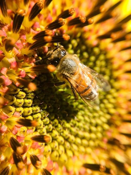 NEED: Bees are one of the species crucial for the pollination of crops throughout the world. 