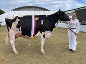 Sydney Royal Show supreme dairy inter-breed champion Byrne Lea Octane Buttersnap with Kaitlyn Wishart, Rowlands Park, Mead,Vic.