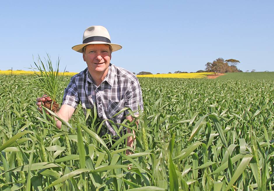 The University of Adelaide's Dr Chris Preston told growers at the Wagga Wagga GRDC update that farmers had been inadvertently selecting for rye grass that doesn't emerge until pre-emergent herbicides have disappeared.