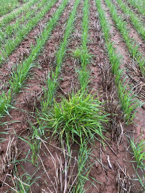 A ryegrass 'sparkler', a knockdown survivor who gets through the crop phase to set seed. The University of Adelaide's Dr Chris Preston said we are partly seeing this happen because ryegrass is adapting to growers' use of pre-emergent herbicides. 