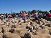 Agents and spectators wont be out in the sun for big sheep breeder sales anymore, after a roof was added to the Corowa saleyards. File photo.