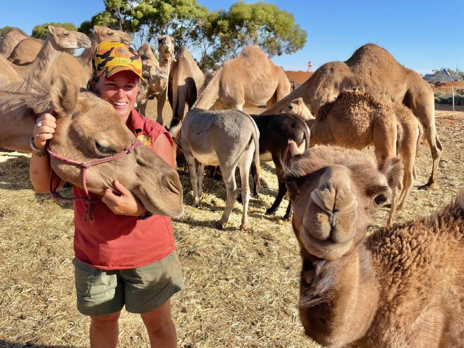 Petah Devine from Silverton Outback Camels with her affectionate camels that are drawing tourists to the region. Pictures by Samantha Townsend 