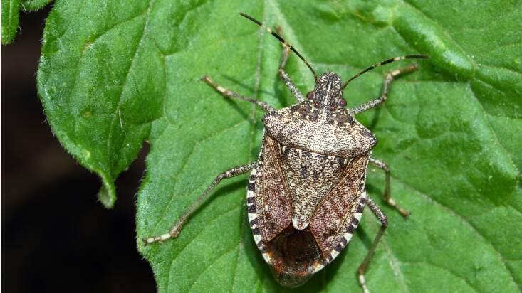 Brown marmorated stink bug could threaten Ausrtalian agriculture. Picture by NSW DPI