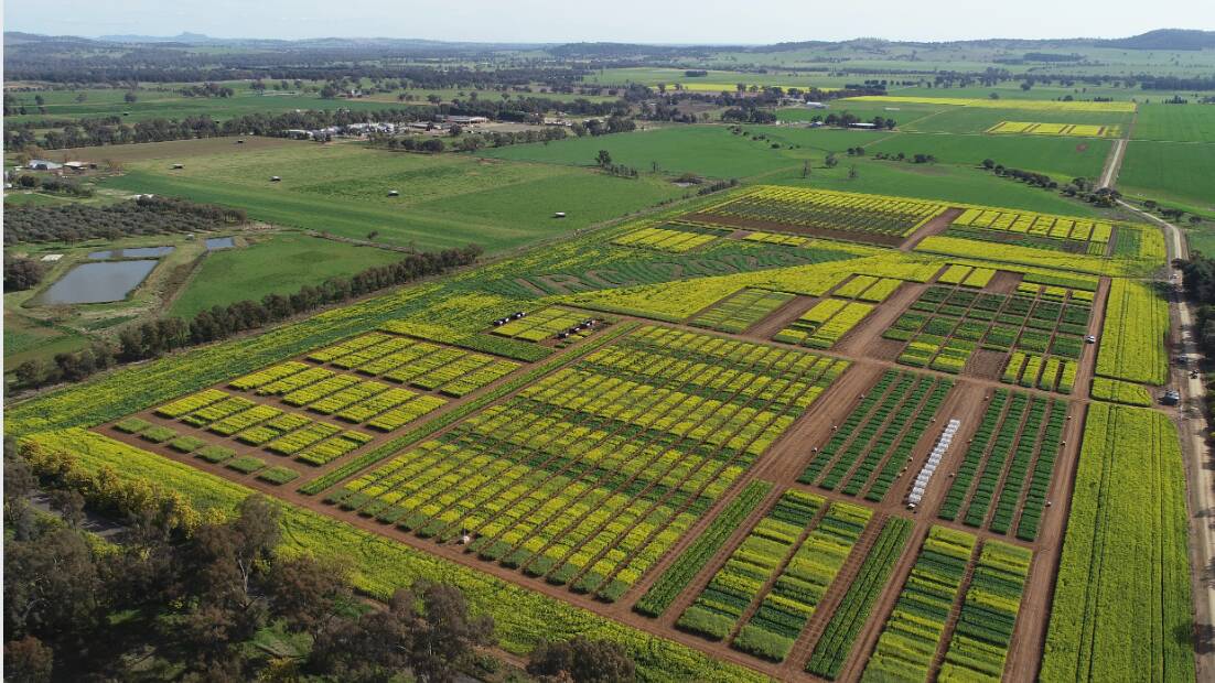Canola research site at Wagga Wagga Agricultural Institute. Pictures by NSW DPI.