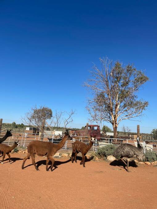 Some of the rescued animals that have been re-homed at Petah Devine's farm at Silverton.