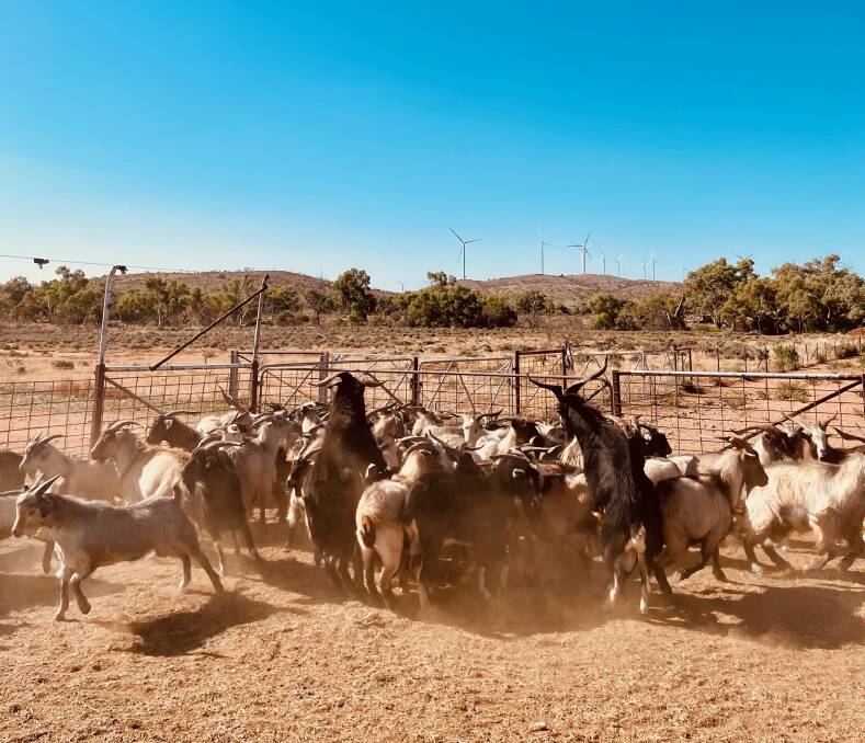 From goat depot owner to tourism operator, a lesson in outback adaptability