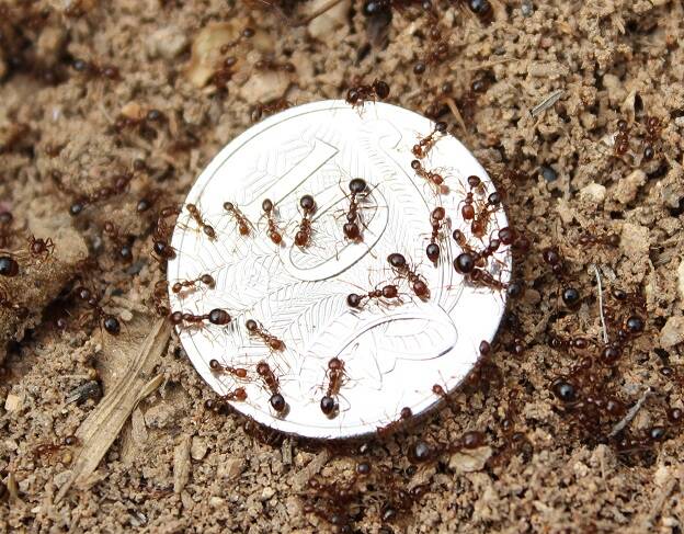 The NSW government will spend $80 million to protect NSW against red imported fire ants. Picture by Department of Regional NSW.