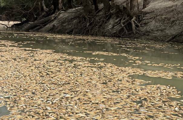 Menindee fish kill was not caused by pesticides: EPA