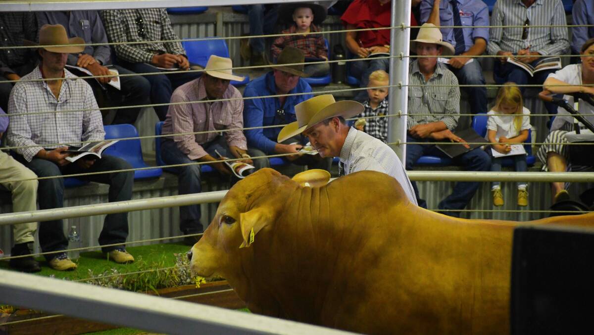 Glenlands D Droughtmasters stud principal Darren Childs with the record breaking $320,000 Glenlands D Everest. Picture: Clare Adcock