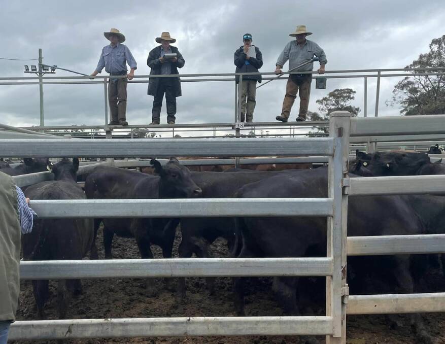 The Milling Stuart Pty Ltd team in action selling a pen of Angus heifers. Photo: Supplied