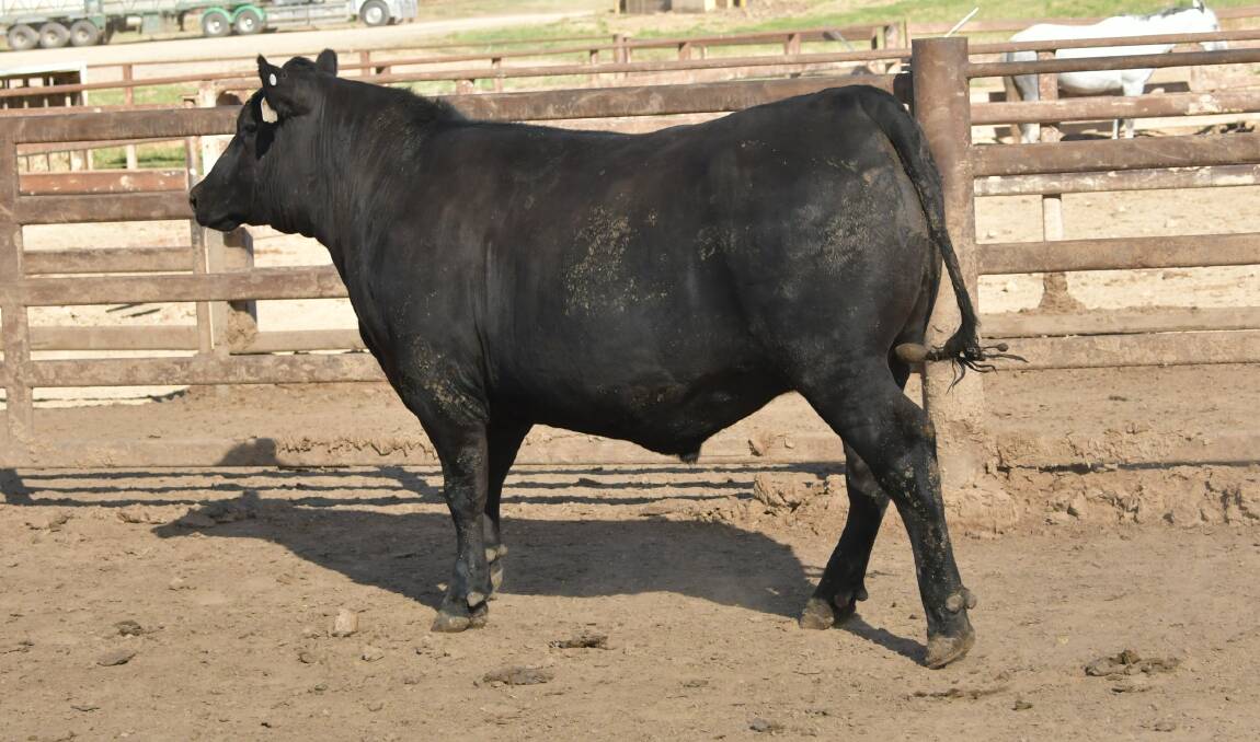 A steer entered by Brian Moore, Wallabadah, which scored 86 points on its carcase.