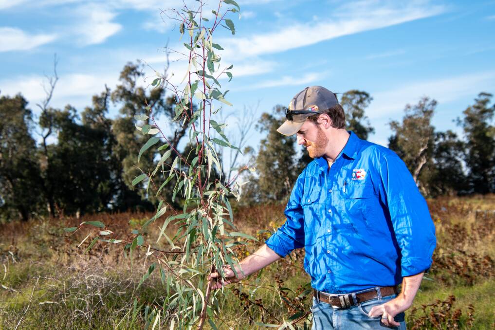 Cotton farmer Daniel Kahl, Merced Farming, Wee Waa, with one of the rapidly growing seedlings.