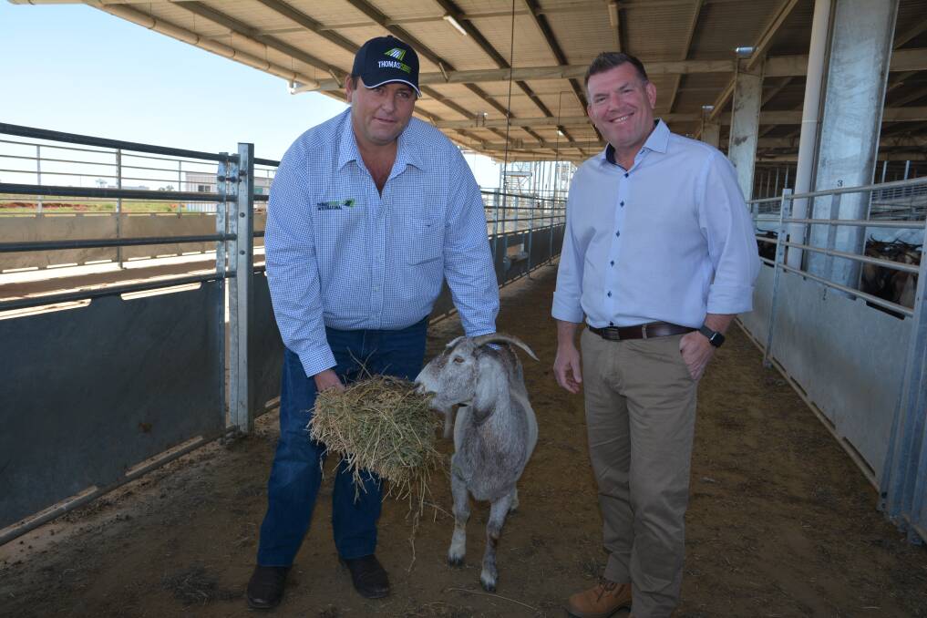 Thomas Foods International livestock buyer Edward Jonson introduces Minister for Agriculture and Western NSW Dugald Saunders to Judy, the Judas goat. Photos: Simon Chamberlain