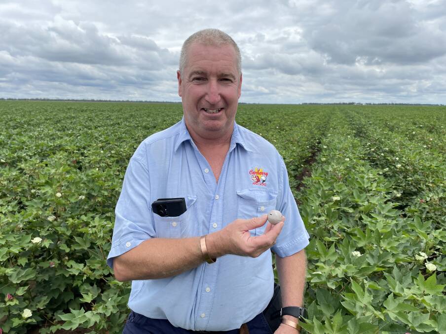 Mike Carberry, Wee Waa, in a crop of Sicot 748 cotton with a crop capsule. Mr Carberry is also on the cover (centre) with Crop Capsules' Olivia Bange and Adam Perkins.