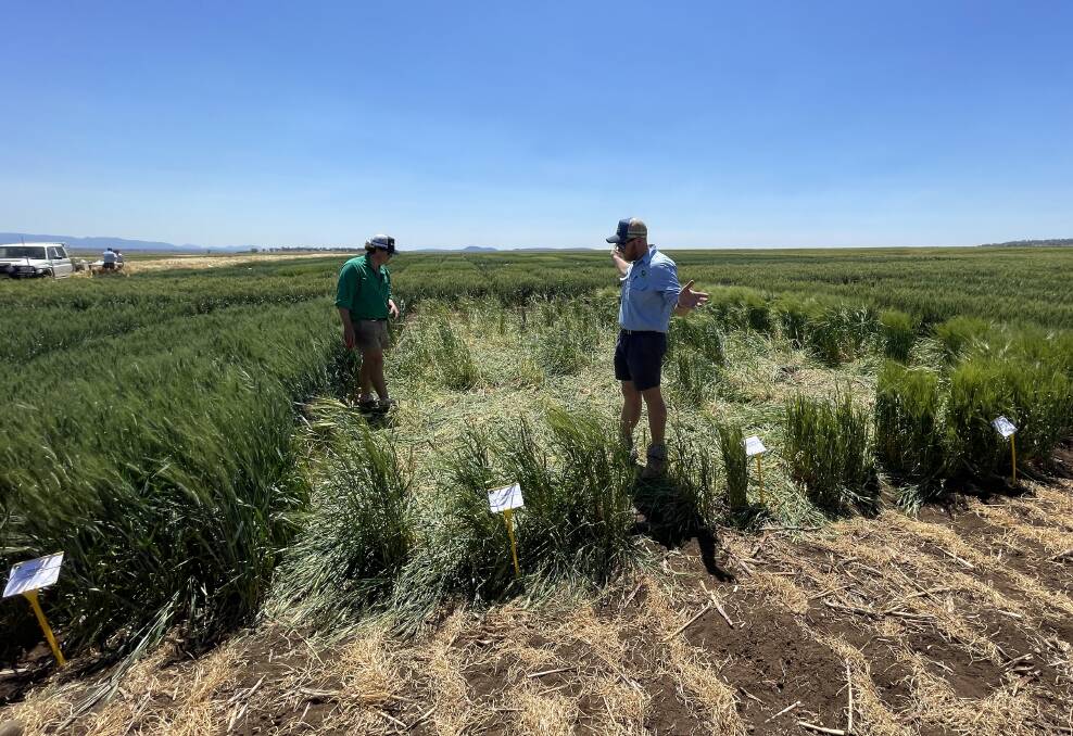 Tom Simson, The Plantation, Premer, and Matt Gardner, AMPS head research agronomist, inspect a plot of Beast barley that feral pigs have damaged. 