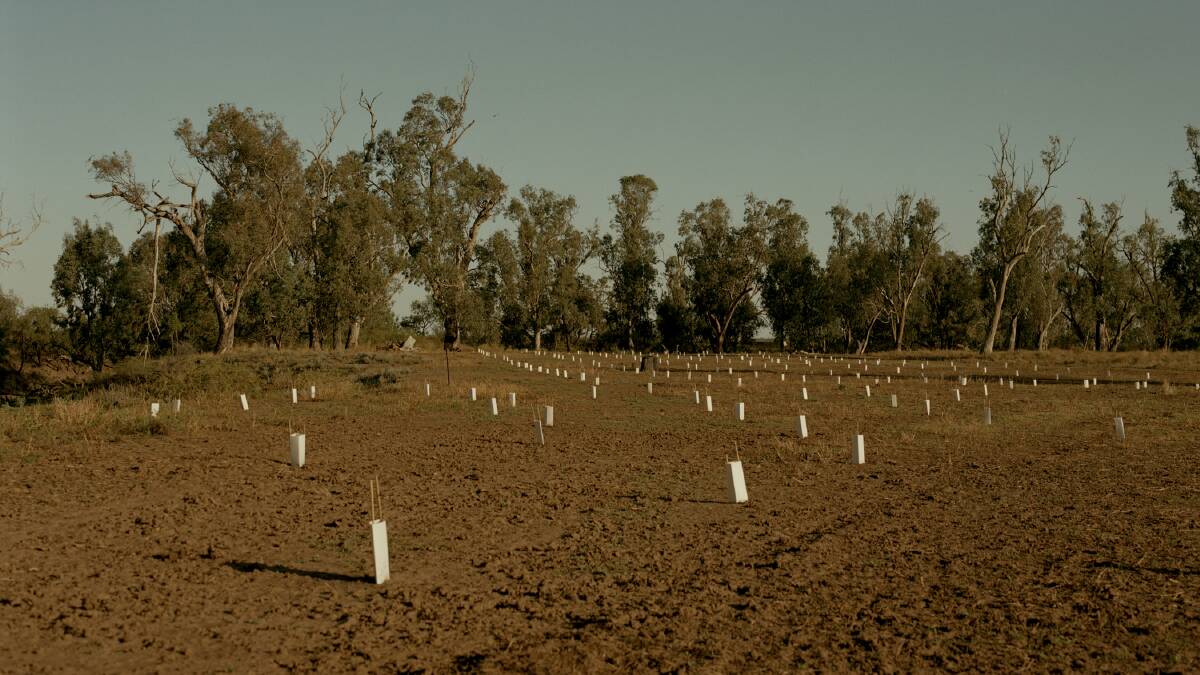 Some of the more than 11,000 trees planted in the Namoi Valley.