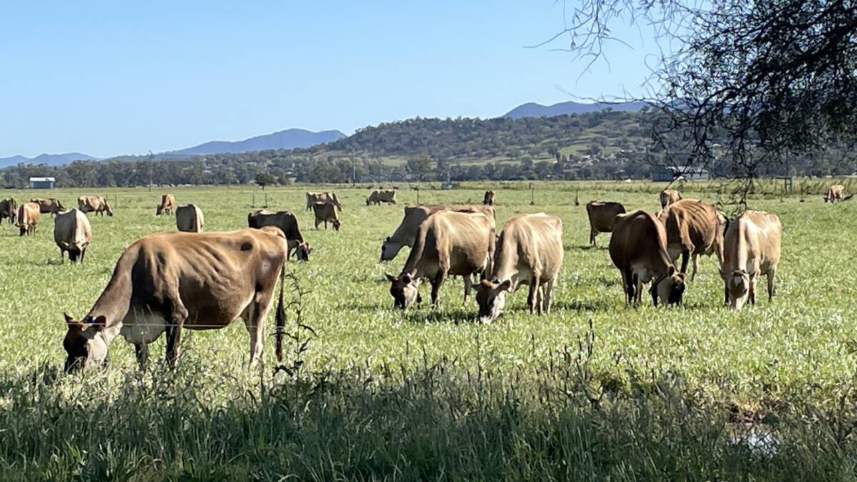 Cattle producers have been urged to stay alert for signs of 3 Day Sickness in their herd following confirmed cases in cattle in the Northern Tablelands and northwest of the state. File picture supplied