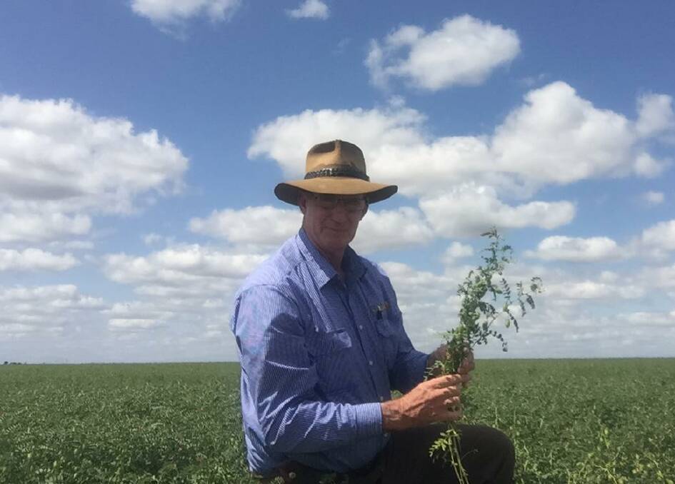 Pulse Australia's agronomist, Paul McIntosh, Highfields, Queensland. Picture supplied by Paul McIntosh