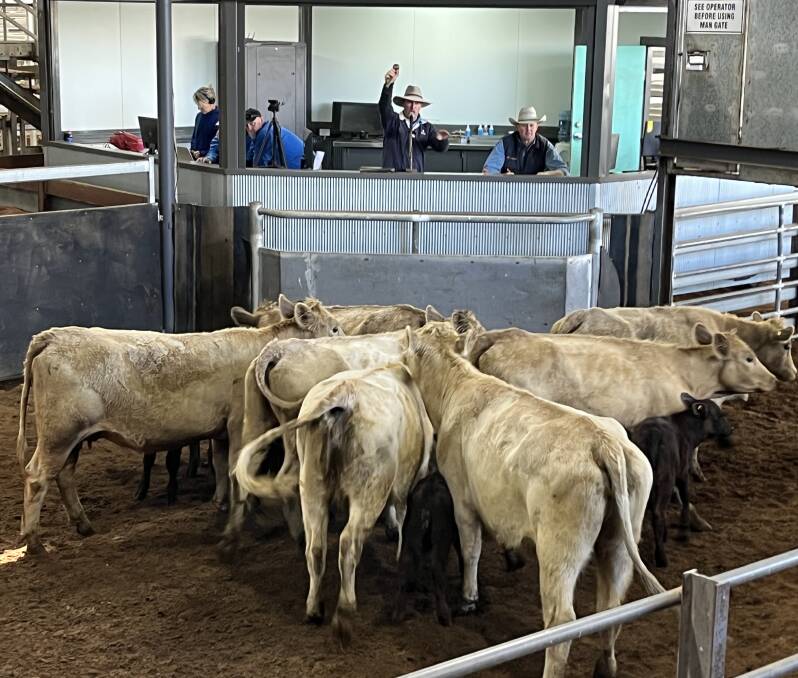 Davidson Cameron and Company, Scone branch manager, Warrick Clydsdale, knocks down this pen of Charolais-cross cows with Angus-sired calves at foot for $1350. Picture by Simon Chamberlain