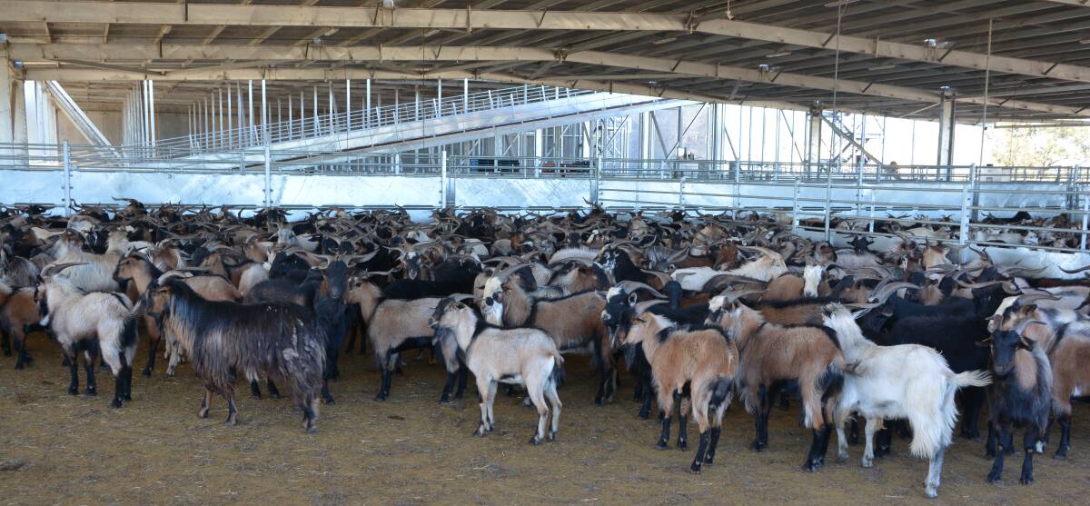 Rangeland goats awaiting processing at the Thomas Foods International goat abattoir at Bourke.