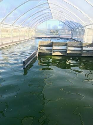 Algae is populated from a small amount in the laboratory and then placed in 40,000-litre ponds, (pictured) which contain a small amount of protein. Picture supplied by Algae Pharm