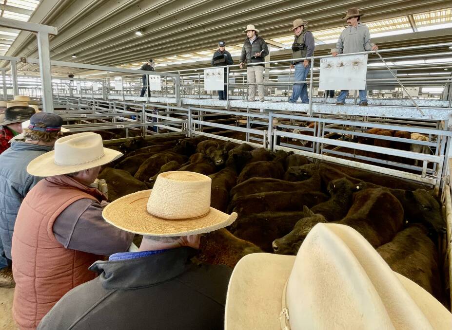Cattle at Tamworth prime sale on Monday sold to a firm market with yearlings beginning to come through. The prime market in all parts of the state is slower than usual this year due to the overcast weather. Photo: file