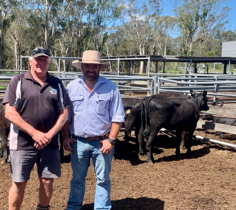 Steer weaners lifted in value by $100 to $250 a head at Bowe and Lidbury's Maitland store sale