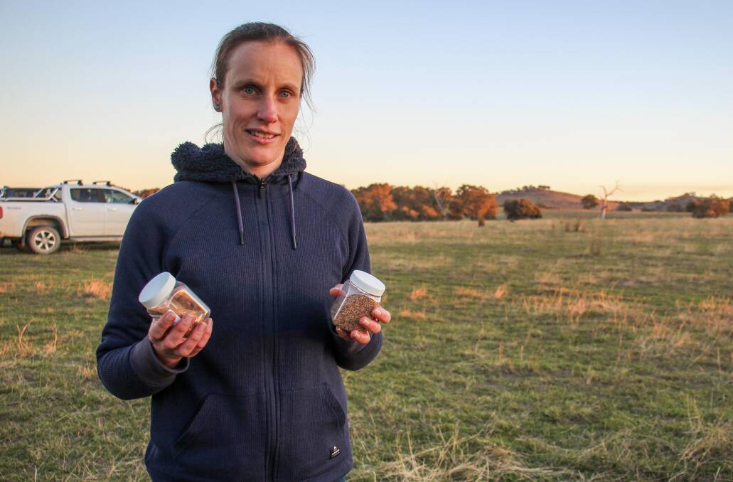 Project lead Rebecca Hailing, CSIRO, Canberra, with the serradella bare seeds and pods at the Bookham trial site. Picture by Alexandra Bernard. 