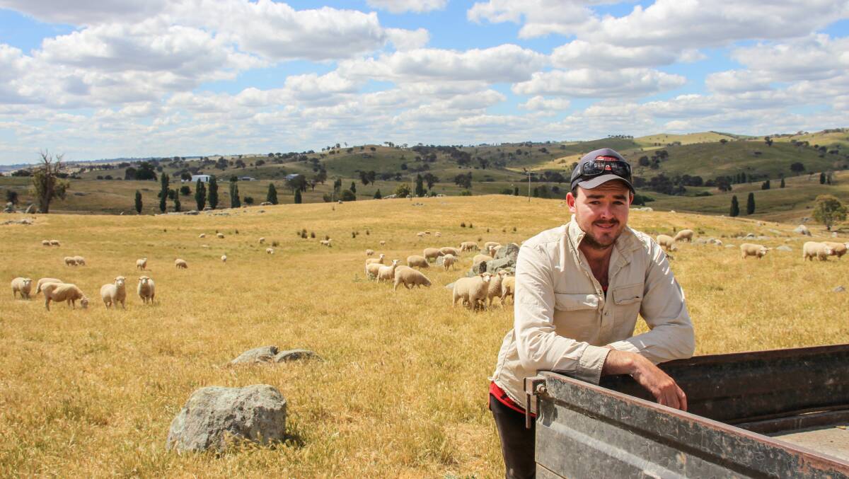 Jesse O'Brien, Biala, said the remainder of his crossbred lambs will be finished and sold in the new year. Photo by Alexandra Bernard. 
