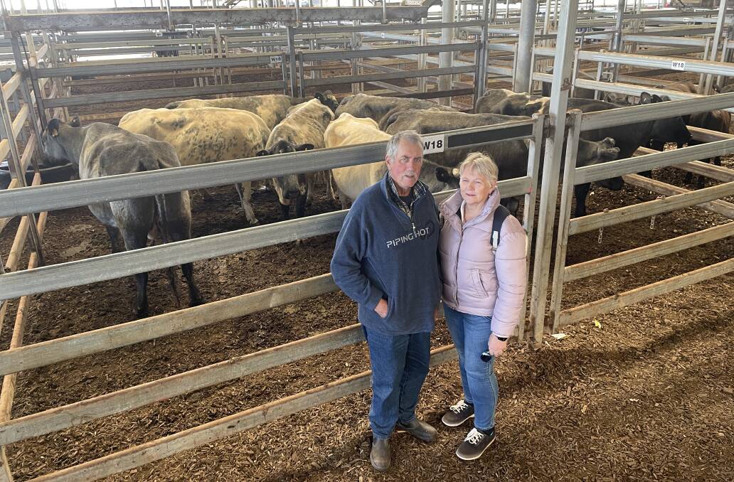 Peter Thomson and Elaine Sefton, Finley, with their eight Charolais-cross cows with calves sold for $2800. Photo: Alexandra Bernard