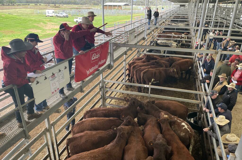 Elders agents selling 15 Poll Shorthorn steers, 563kg, with Sprys blood from J Cassar and SRJ Edward, Deniliquin, for $1635. Picture by Alexandra Bernard.