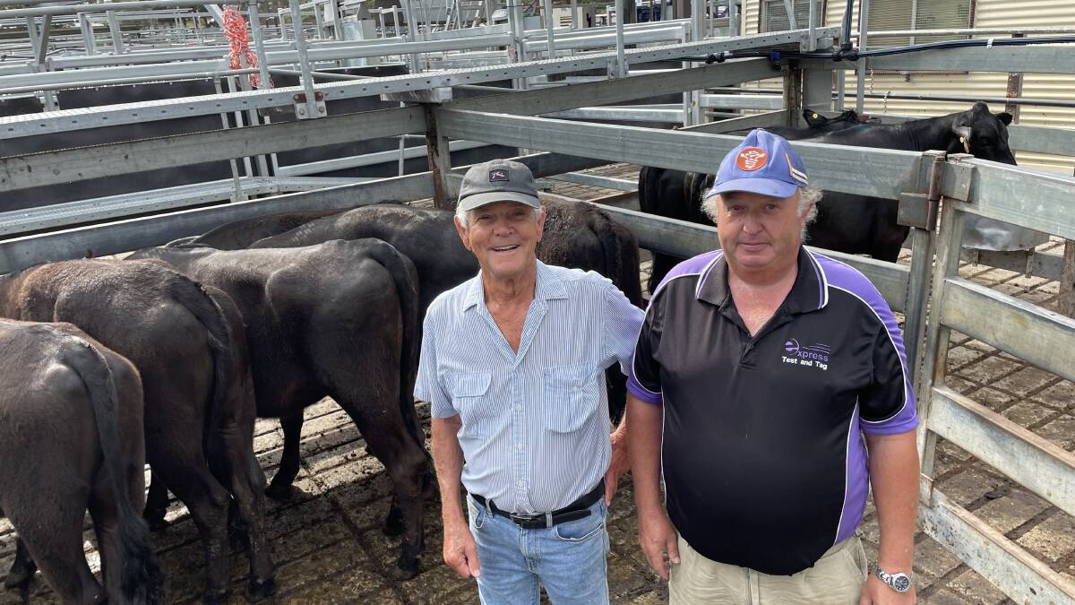 Bryson Walters, Central Bucca, and Merv Ide, Brooklana, were in the market for quality Angus steers and heifers, but the commission buyers outpaced them in the bids at Grafton last Thursday. These Angus heifers, 306.7kg, sold for 270c/kg or $828. Photo by Jamie Brown. 