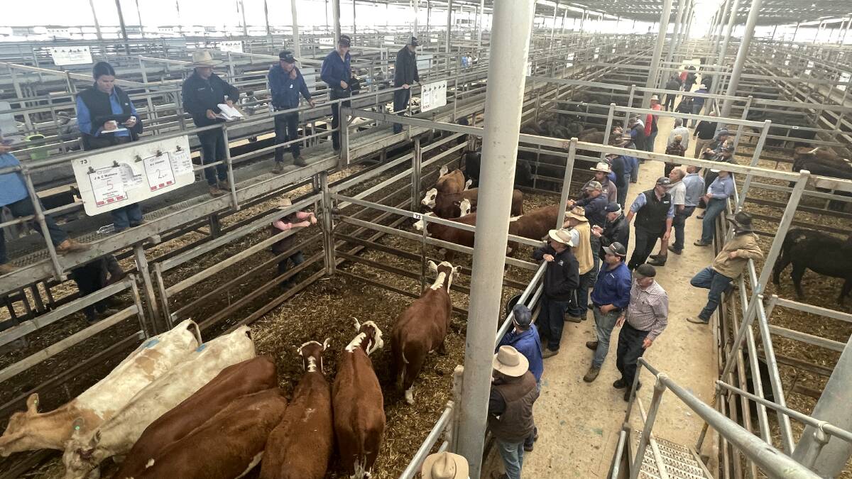 About 2600 cattle were yarded at Wodonga last Thursday. File photo. 