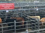 Well bred and heavy cattle sold well at Bega on Thursday. File picture.