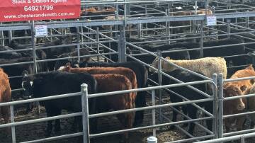 Well bred and heavy cattle sold well at Bega on Thursday. File picture.