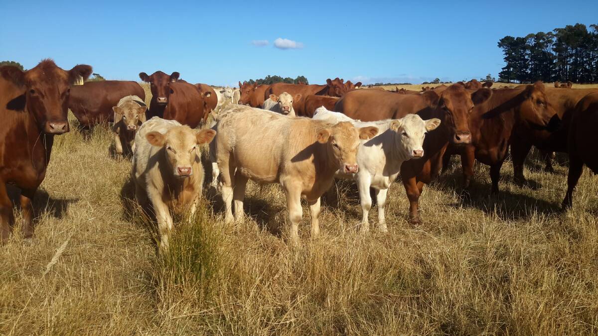 The Archers also cross with Charolais. Photo: Supplied