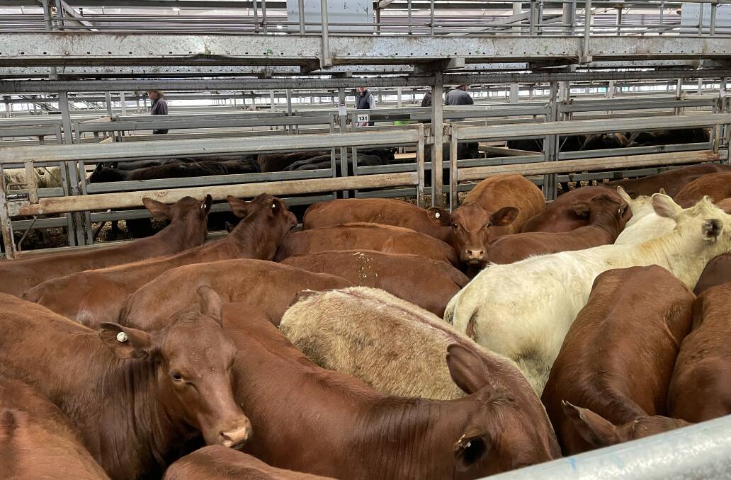 The Wodonga store cattle sale on Thursday has been postponed for a fortnight. 