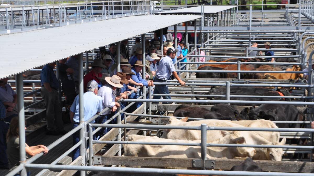 A total of 700 cattle were yarded at Maitland on Saturday. File photo. 