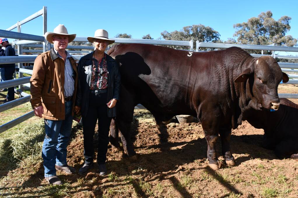 Dundee Santa Gertrudis stud principals, Duncan and Kym McMaster, purchased the top priced bull at the recent Glenalbyn sale at Wellington, paying $20,000 for Glenalbyn Schooner S885. Picture by Kasey Bogie