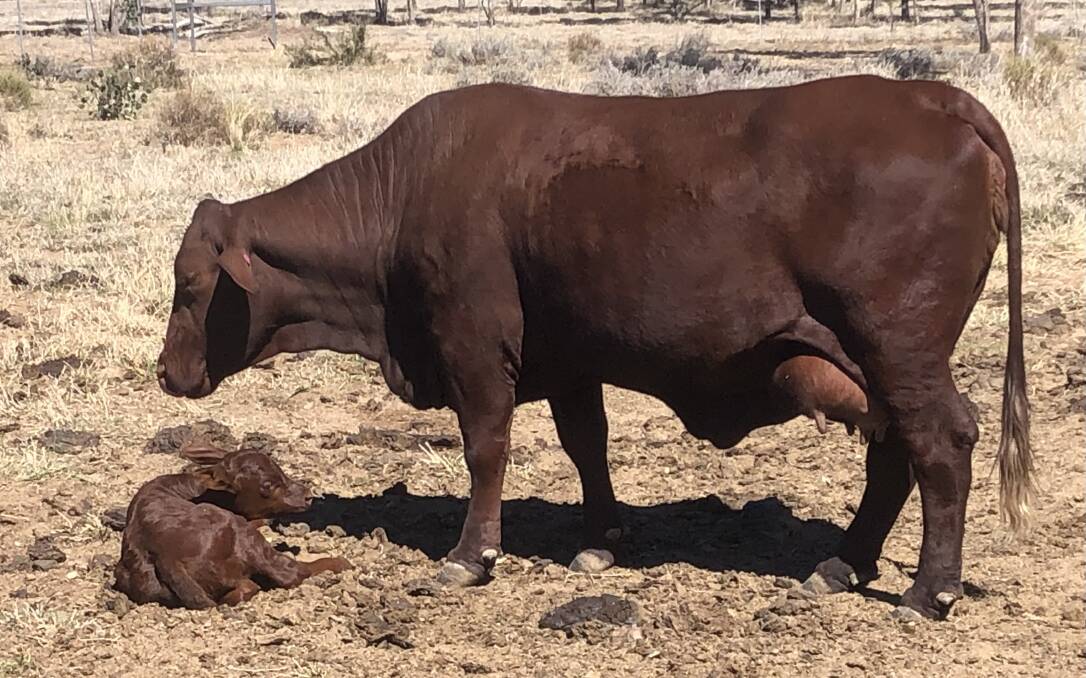 The first progeny of Dundee Royal are just hitting the ground at Peter and Pam Pullos' Killarney Park property at Tambo. Picture supplied