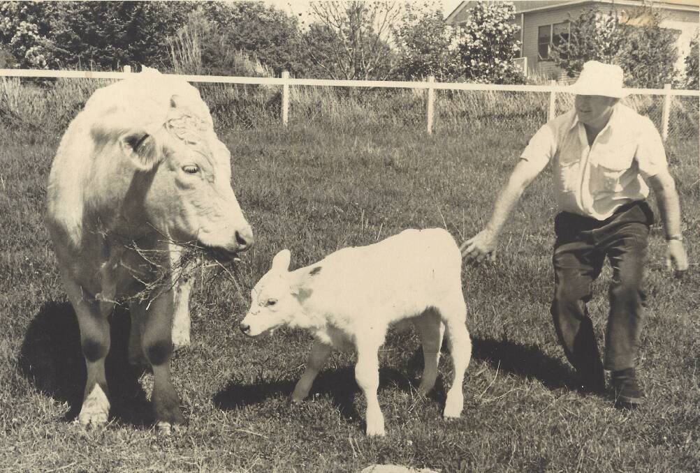 Charolais genetics were used since 1971 and the first purebred calf born on Rosedale was Rosedale Jolly Jim in 1974, pictured here with Robert Millner. It was the first purebred calf born west of the Blue Mountains. Picture supplied