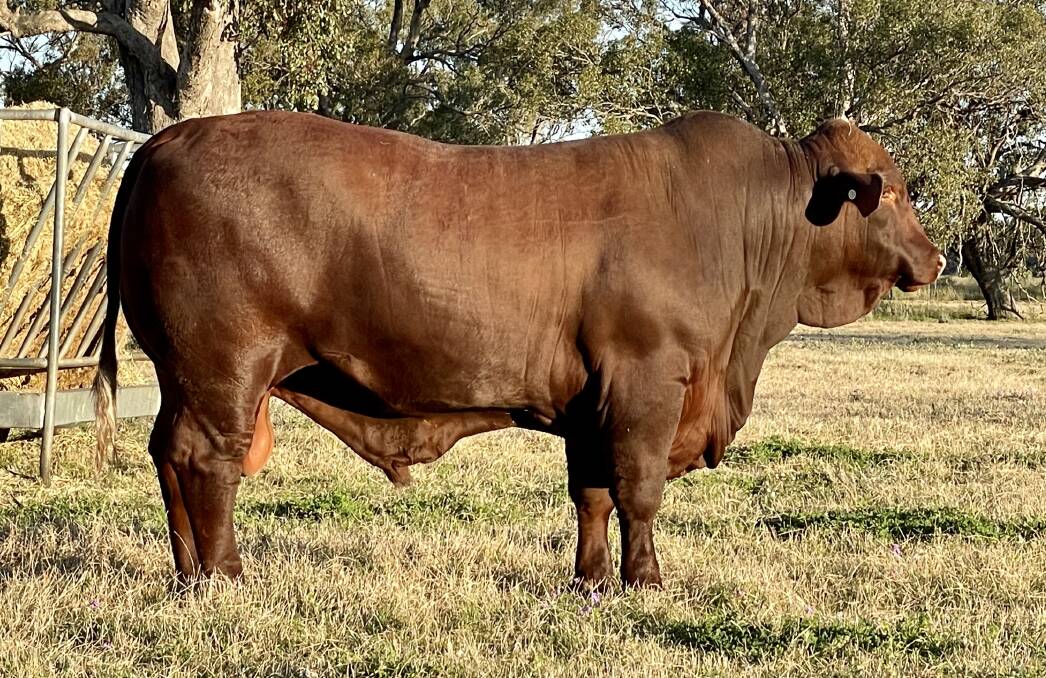 Dundee Qantas, sire of some of the 2022 replacement yearling heifers which will be offered at this year's Western Downs Santa Gertrudis sale on September 8. 
