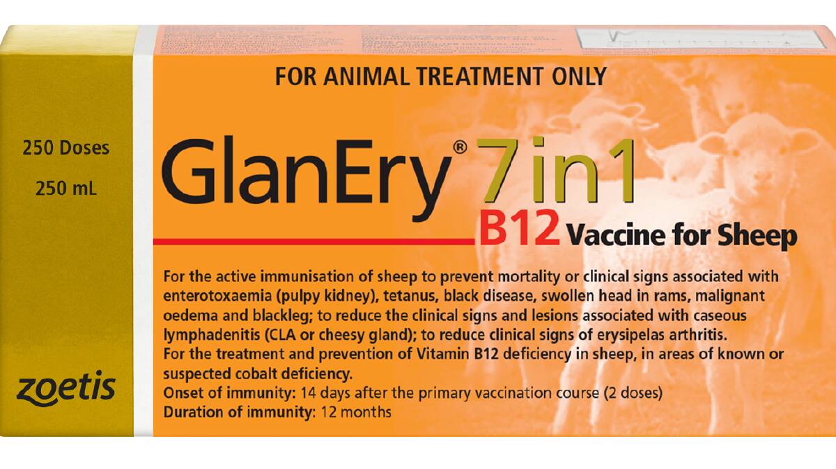 GlanEry 7in1 B12 is the new gold standard of sheep vaccines as it protects sheep and lambs against seven endemic sheep diseases in Australia. Picture supplied