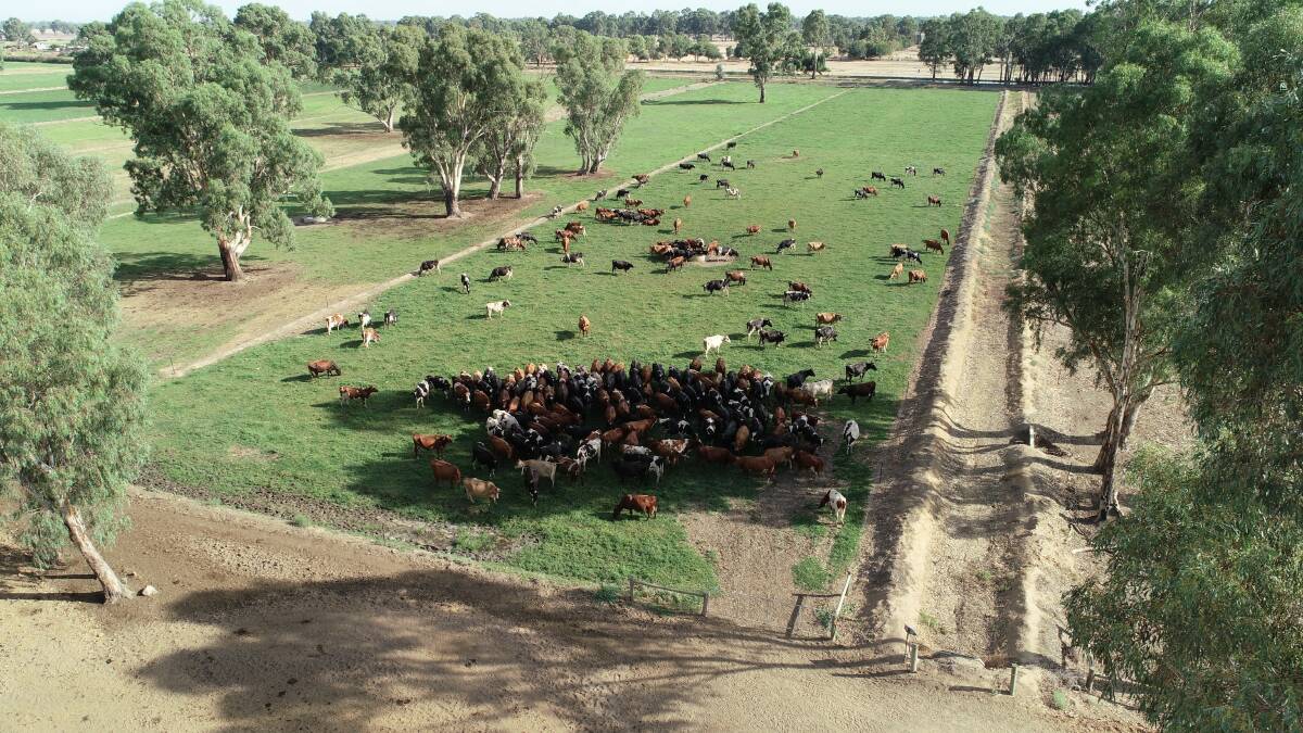 Heat stress can be effectively managed with a whole-of-year approach, including providing more shade in the paddock for cows to utilise. Picture supplied by Dairy Australia 