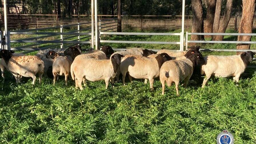 Police are appealing for information as they investigate the theft of sheep from a Mount Russell property. Picture via NSW Police