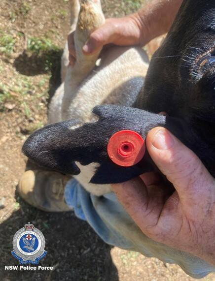 The stolen sheep have electronic ear-tags as pictured. Photo via NSW Police 