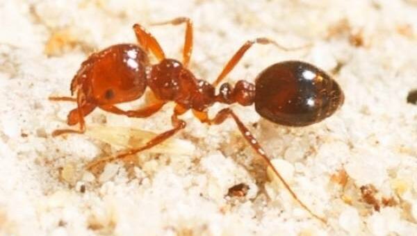 Fire ants are getting dangerously close to NSW. Picture:File